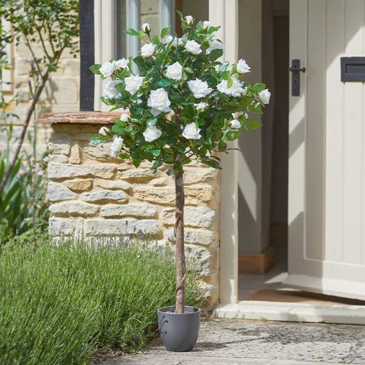 Regent'S Roses White 120Cm