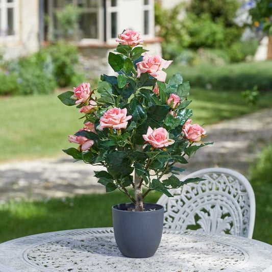 Regent'S Roses Perfect Pink 60Cm