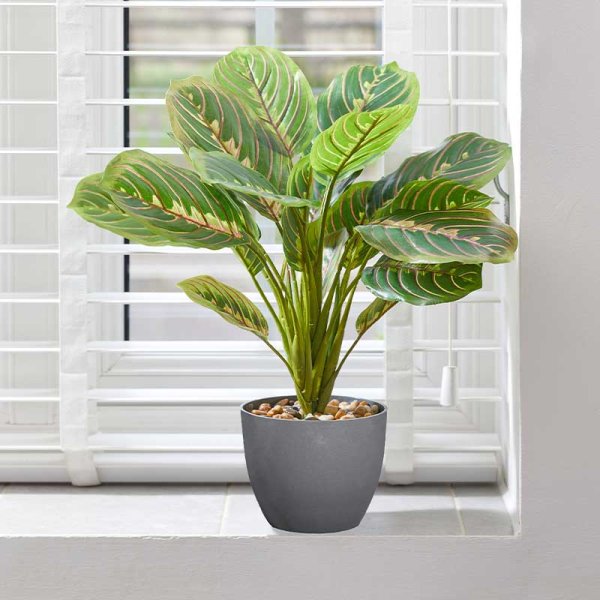 Prayer Plant 35Cm