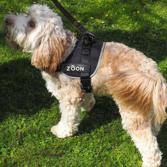 Advanced Slip-On Dog Harness Jet Xs