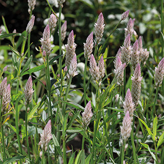 CELOSIA Xantippe