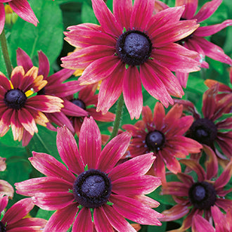 RUDBECKIA Cherry Brandy