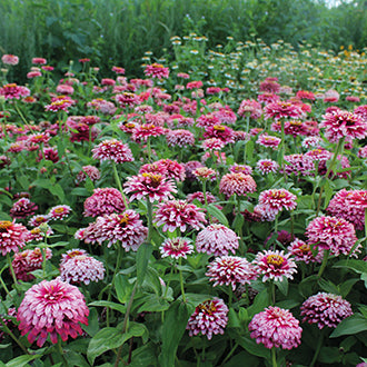 ZINNIA Mazurkia