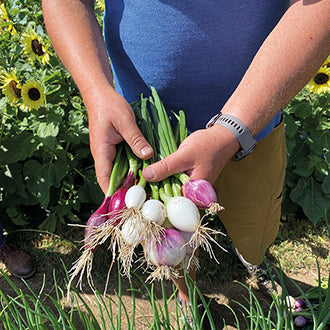 ONION (Spring) Bulbous Mix