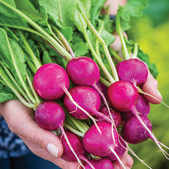 RADISH Royal Purple