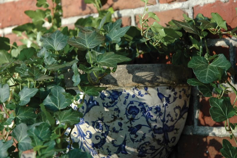 Ceramic Wall Planter