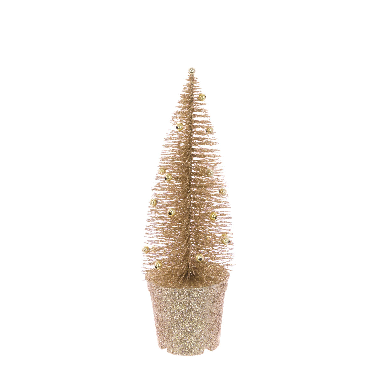 Needle Pine In Pot Champagne 28Cm