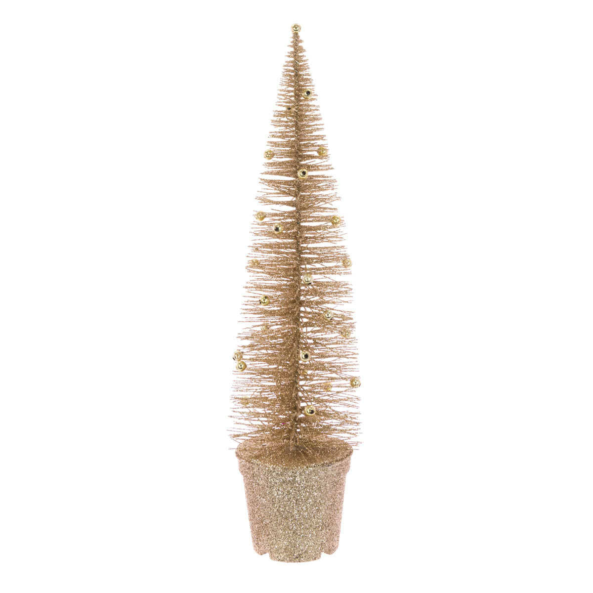 Needle Pine In Pot Champagne 35Cm