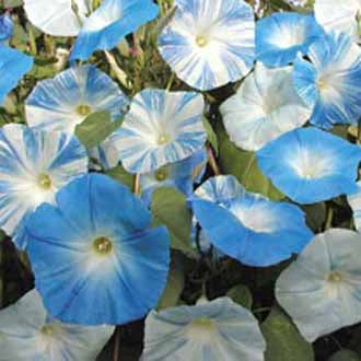 MORNING GLORY Skylark Mixed