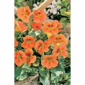 NASTURTIUM Alaska Salmon Orange
